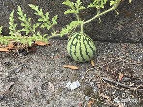 推特吃瓜网红,揭秘网络红人的幕后故事”