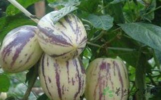 吃茄瓜的网红是谁啊,引发网友热议！