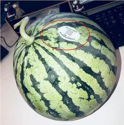 吃瓜网红地址,带你一探究竟