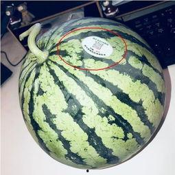 甘谷网红吃瓜,揭秘当地美食背后的故事