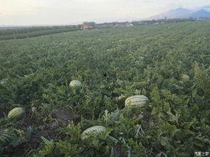 陕西吃瓜协会官网首页,探寻陕西特色美食文化之旅
