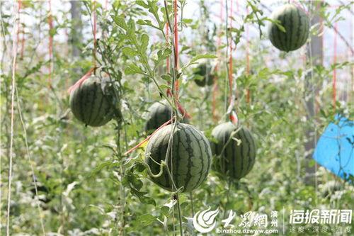 莱芜网红吃瓜事件视频,一场网络狂欢背后的真相揭秘