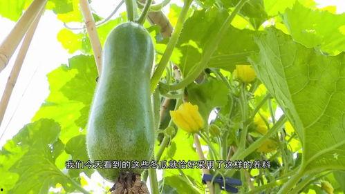 湾湾网红吃瓜视频,揭秘娱乐圈幕后真相